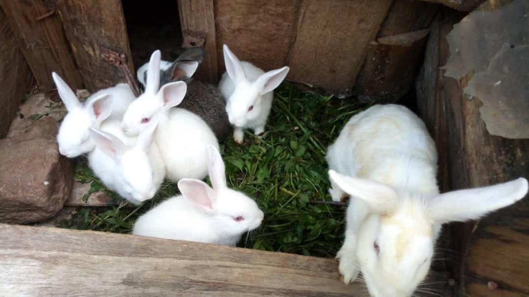 Karungi Camp Villa Rubuguli Kültér fotó